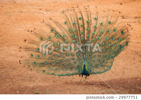 peacock showing its feathers 29977751