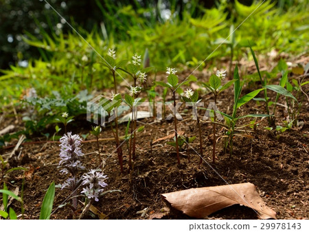 Hitoshizuka's flower Hitoshizuka's flower 29978143