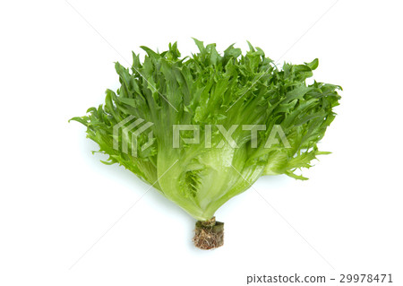 褶邊生菜 29978471