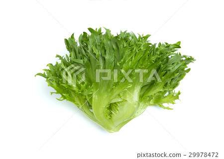 褶邊生菜 褶邊生菜 29978472