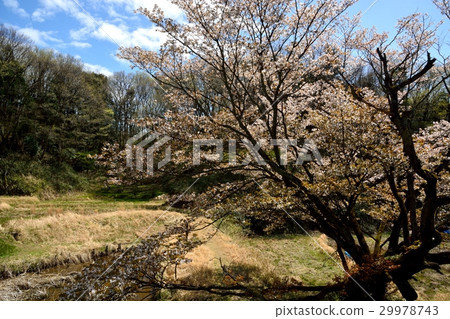 排櫻桃 - 200歲以上的山倉 - Gotanda Yachido Machida City 排櫻桃 - 200歲以上的山倉 - Gotanda Yachido Machida City 29978743