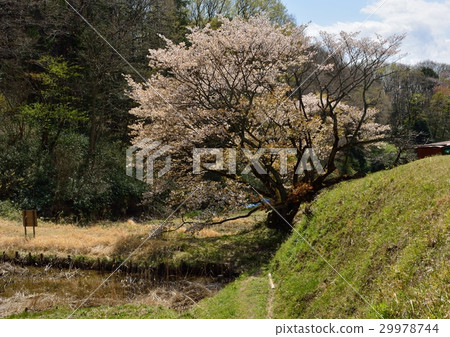 排櫻桃 - 200歲以上的山倉 - Gotanda Yachido Machida City 排櫻桃 - 200歲以上的山倉 - Gotanda Yachido Machida City 29978744