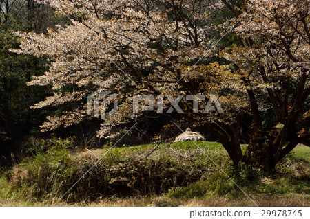 排櫻桃 - 200歲以上的山倉 - Gotanda Yachido Machida City 排櫻桃 - 200歲以上的山倉 - Gotanda Yachido Machida City 29978745