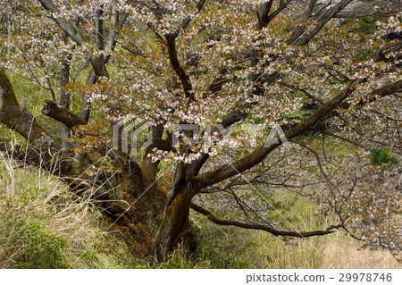 排櫻桃 - 200歲以上的山倉 - Gotanda Yachido Machida City 排櫻桃 - 200歲以上的山倉 - Gotanda Yachido Machida City 29978746