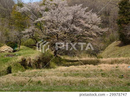 排櫻桃 - 200歲以上的山倉 - Gotanda Yachido Machida City 排櫻桃 - 200歲以上的山倉 - Gotanda Yachido Machida City 29978747