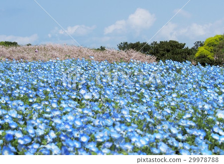 Nemophila Hill Nemophila Hill 29978788