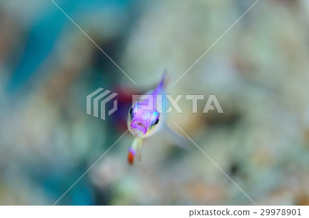 Akebono Haze Front Face Akebono Haze Front Face 29978901