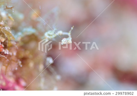 Pygmy Sea Dragon Pygmy Sea Dragon 29978902