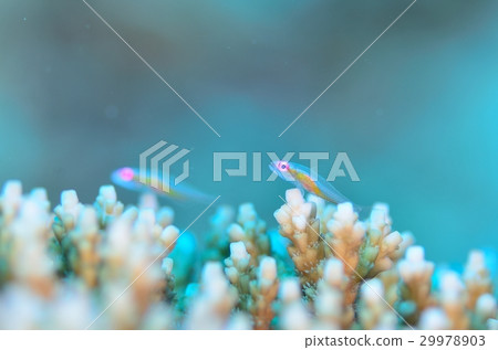 Akamehaze ① Akamehaze ① 29978903