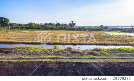 rice fields in sunset time rice fields in sunset time 29979285