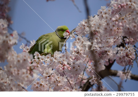 Wakake Honsei Parakeet that sucks weeping cherry blossoms, Wrapped book blue bird 29979755