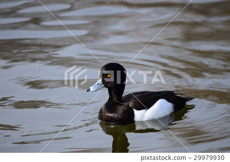 Kinko Kazushiro · Kim Kuroba White Male 29979930