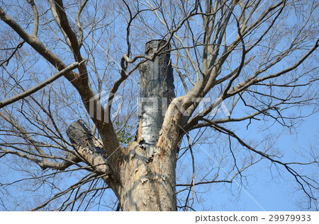Zelkova serrata的一棵大樹被雷擊燒毀了 Zelkova serrata的一棵大樹被雷擊燒毀了 29979933