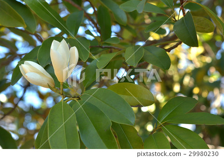 Tree: Miyama Gansho Magnolia family 29980230