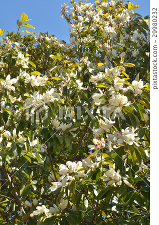 樹：Miyama Gansho Magnolia家族 29980232