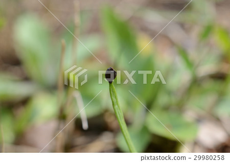 Katakuri·城堡種子 Katakuri·城堡種子 29980258