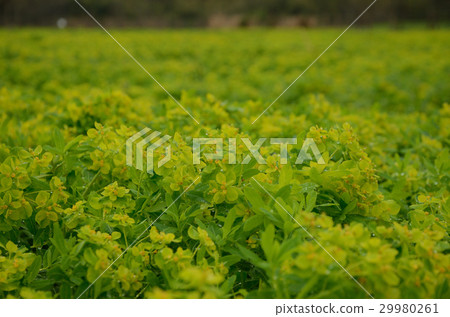 Nohurushi gathered and nocturne 29980261