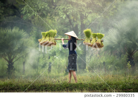 Woman Farmers grow rice in the rainy season Woman Farmers grow rice in the rainy season 29980335