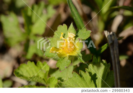 Heavy-strawberry · yellow flower of snake strawberries 29980343