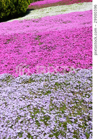 Shibazakura盛開·蚊子櫻花 29980396