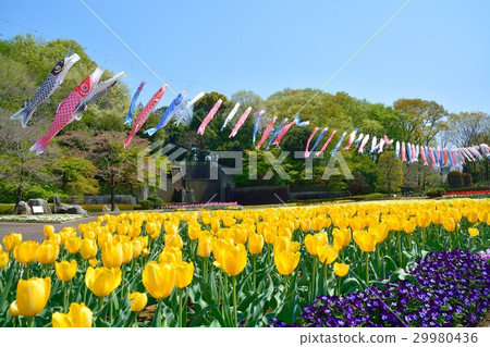 Carp streamers and tulips Carp streamers and tulips 29980436