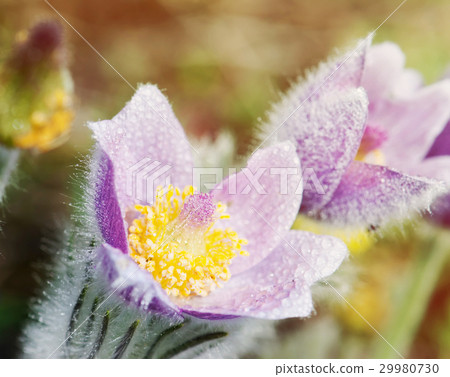 Dewy purple pulsatilla slavica, photo filter 29980730