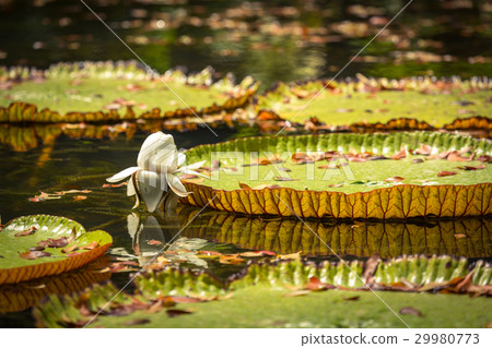 Giant Waterlilies Giant Waterlilies 29980773