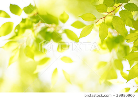 清爽的礁石1 清爽的礁石1 29980900
