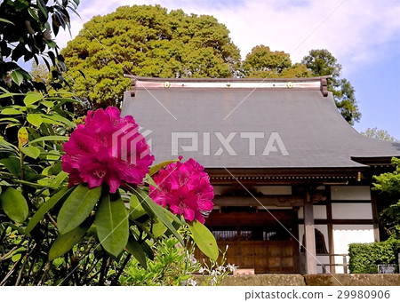 Azalea and Nichinji 29980906