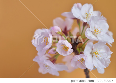 Cherry blossoms (gold background) Cherry blossoms (gold background) 29980907