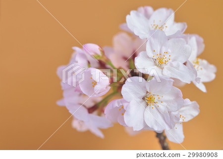 Cherry blossoms (gold background) 29980908