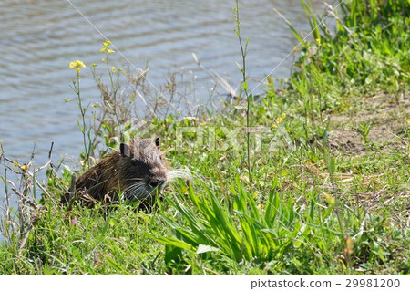 營養 營養 29981200