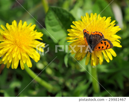 棉花輕石和Benifid蝴蝶的花 29981467