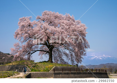 One-tree cherry blossoms on a rice field 29981550