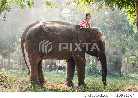 Child girl riding on baby elephant 29981564