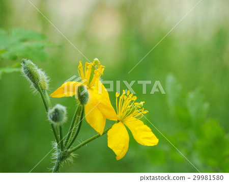 Xasanow的花朵 29981580