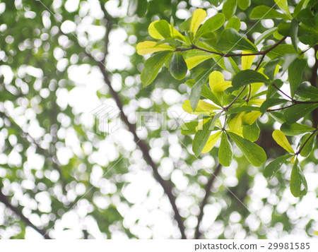 blur background under side of green plant leaves 29981585