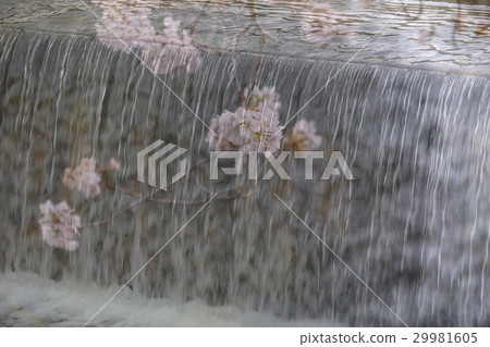 櫻花在水流中的圖像 櫻花在水流中的圖像 29981605