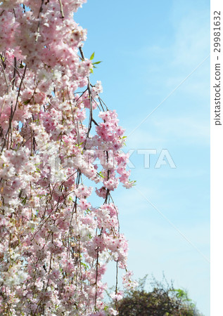 Cherry blossoms: rain drops of rain 29981632