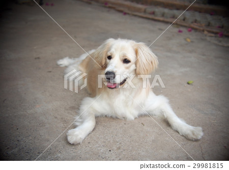lovely funny white cute fat compact size young dog 29981815