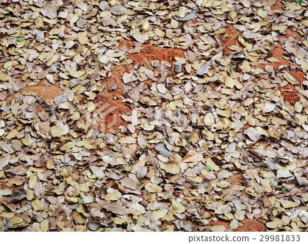 natural brown dried leaves leafs falling in jungle 29981833