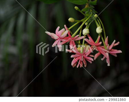 Chinese honey Suckle flower, Rangoon creeper, 29981860