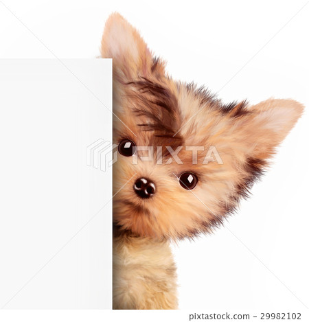 Funny dog holding empty banner, isolated on white 29982102