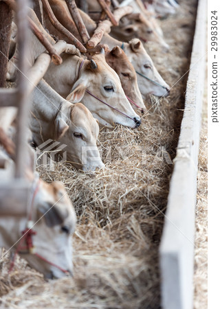 The cows in farm 29983024