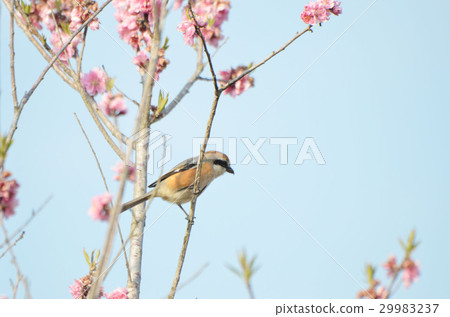 Mos and peach blossoms Mos and peach blossoms 29983237