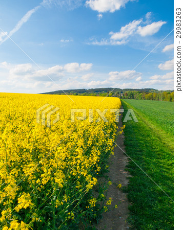 Field of rapeseed, aka canola or colza. Rural 29983263