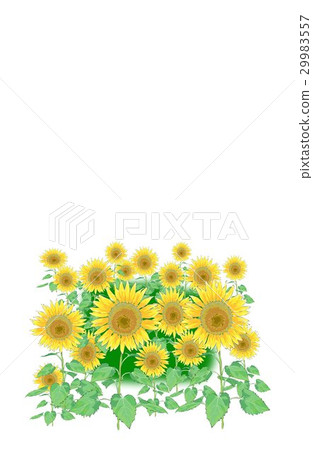 Sunflower Sunflower 29983557