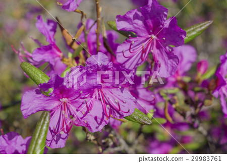 Flower Ledum palustre Rhododendron tomentosum Flower Ledum palustre Rhododendron tomentosum 29983761