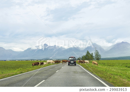 Herd of cows crossing the road Herd of cows crossing the road 29983913