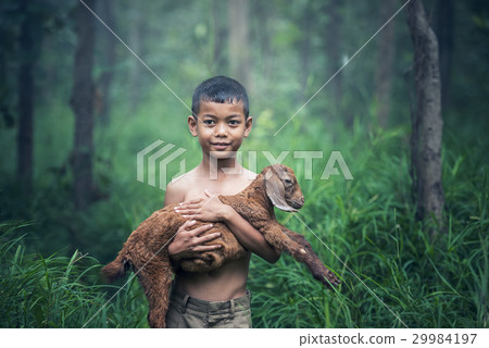 Asia boy holding with baby goats Asia boy holding with baby goats 29984197